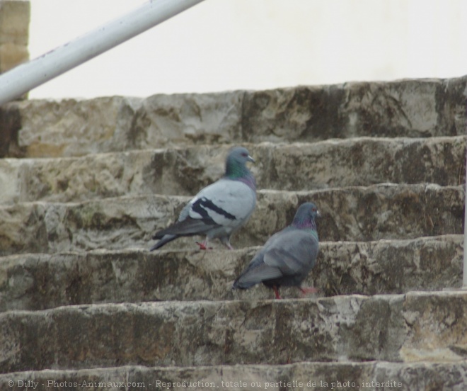 Photo de Pigeon