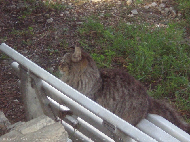 Photo de Chat domestique