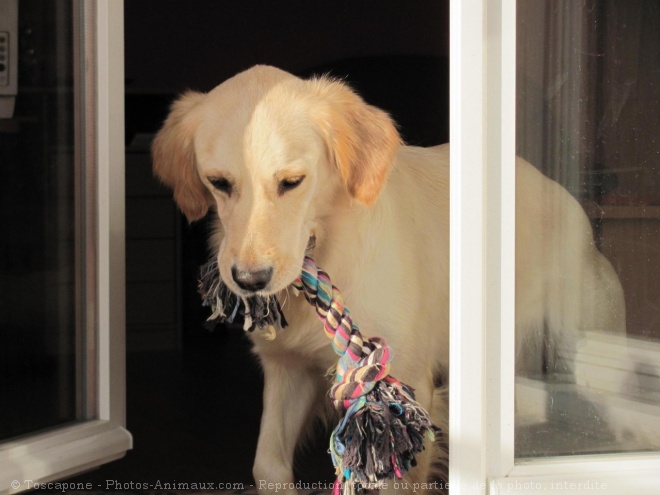 Photo de Golden retriever