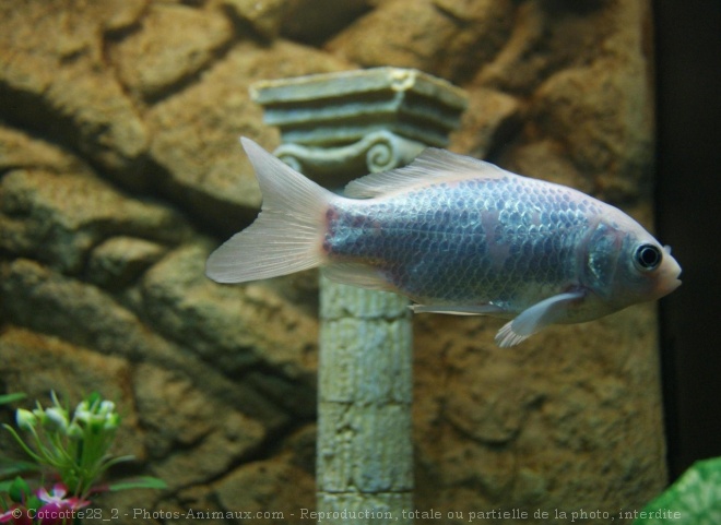 Photo de Poissons rouges