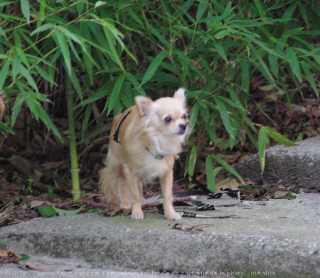 Photo de Chihuahua  poil long