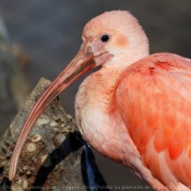 Photo d'Ibis rouge