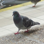 Photo de Pigeon