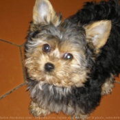 Photo de Yorkshire terrier