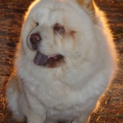 Photo de Chow chow