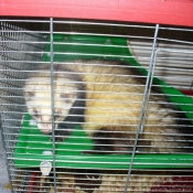 Photo de Furet