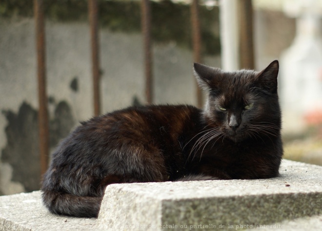 Photo de Chat domestique