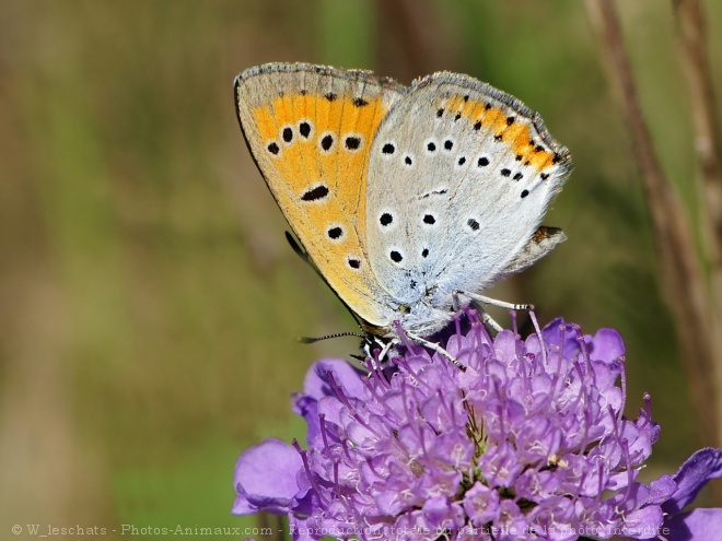 Photo de Papillon