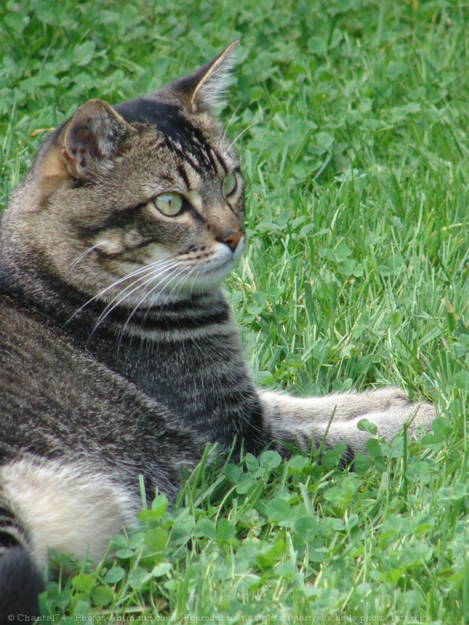 Photo de Chat domestique