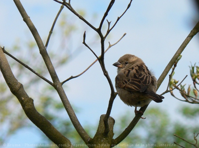 Photo de Moineau