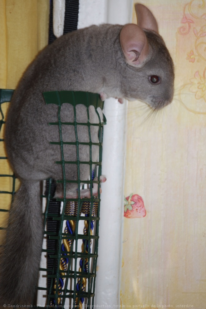 Photo de Chinchilla