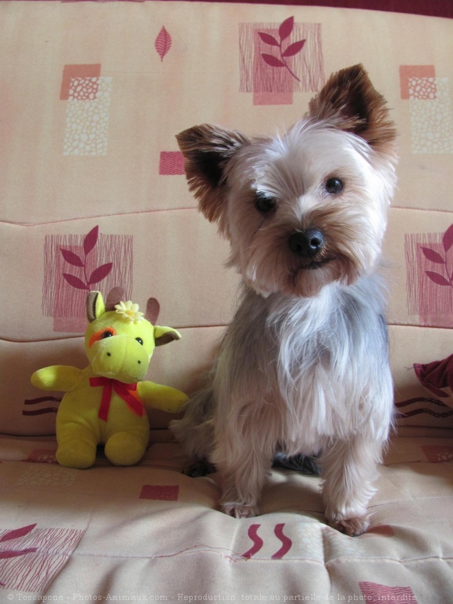 Photo de Yorkshire terrier