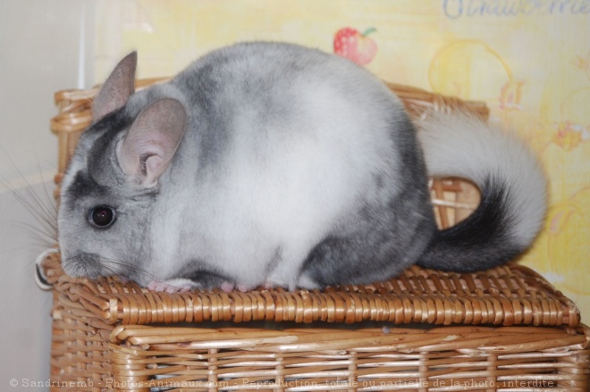 Photo de Chinchilla