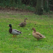 Photo de Canard colvert