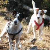 Photo de Jack russell terrier