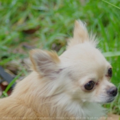 Photo de Chihuahua  poil long