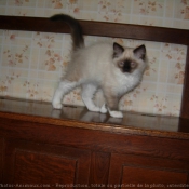 Photo de Ragdoll