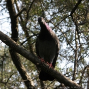 Photo de Pigeon