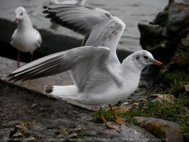 Photo de Mouette