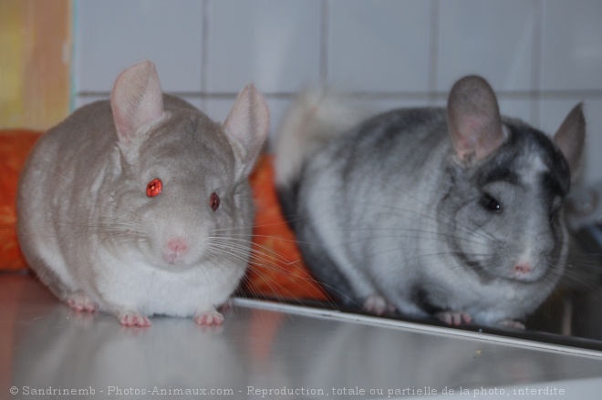 Photo de Chinchilla