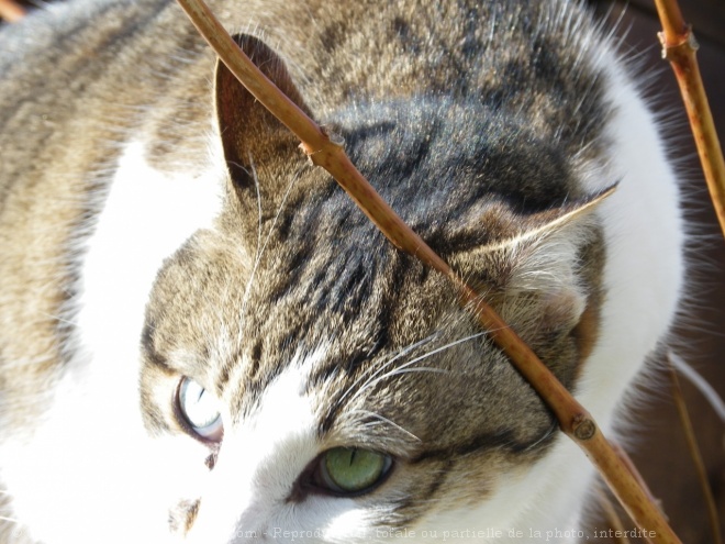 Photo de Chat domestique