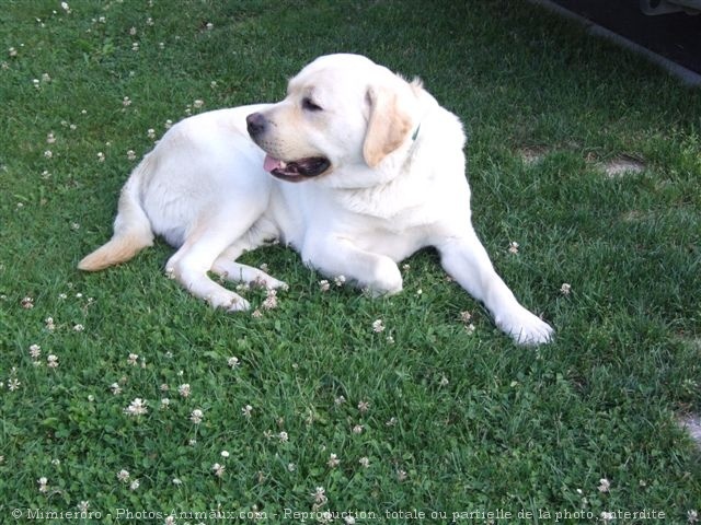 Photo de Labrador retriever