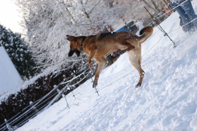 Photo de Berger allemand  poil court