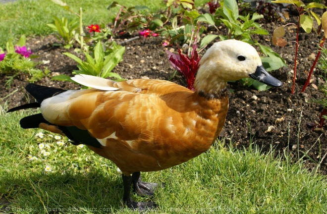 Photo de Canard tadorne casarca