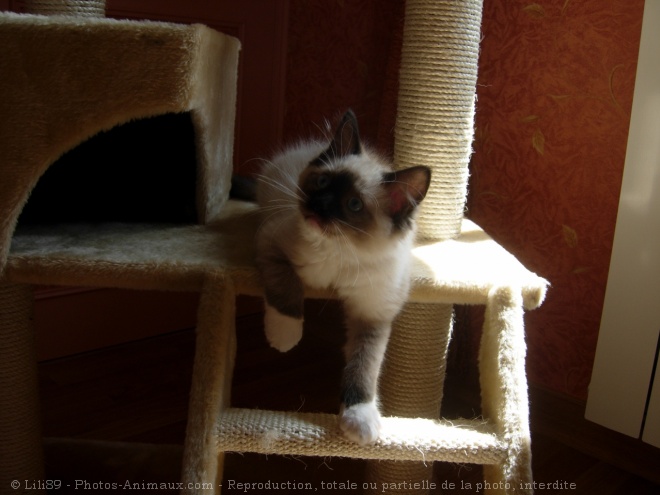 Photo de Ragdoll