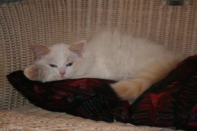 Photo de Ragdoll