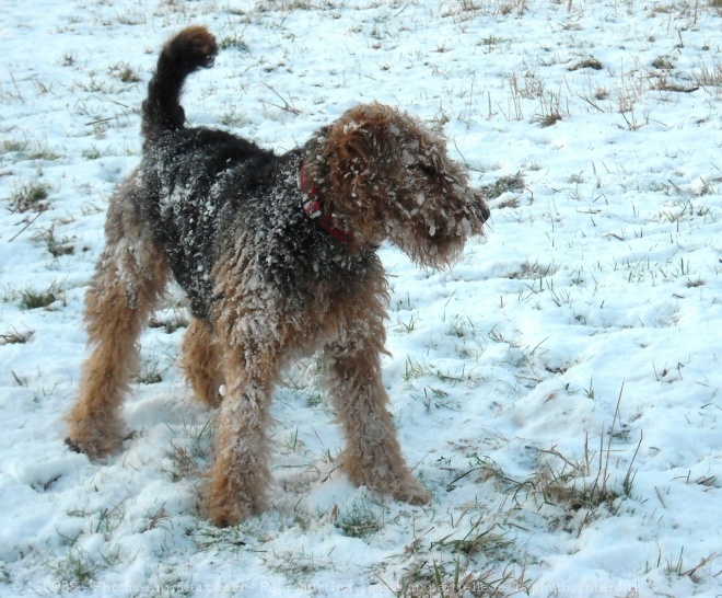 Photo d'Airedale terrier