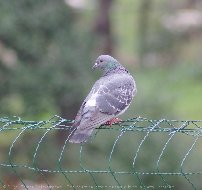 Photo de Pigeon