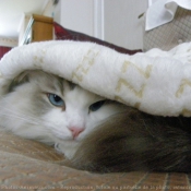 Photo de Ragdoll