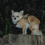 Photo de Chihuahua  poil long