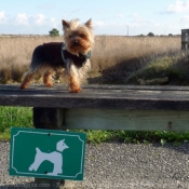 Photo de Yorkshire terrier