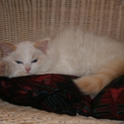 Photo de Ragdoll