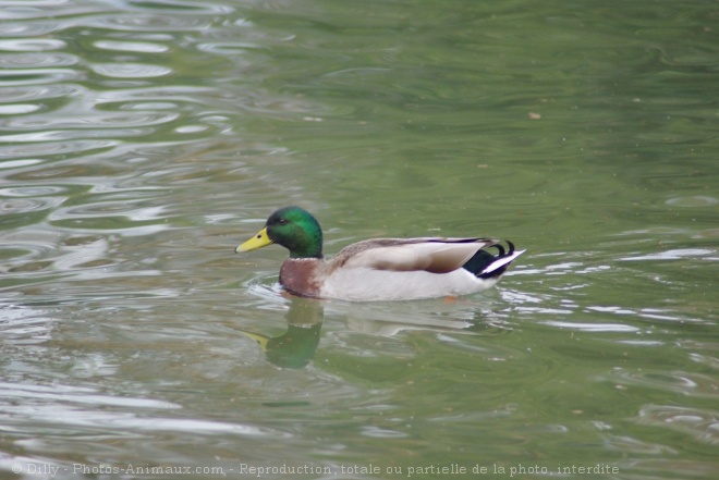 Photo de Canard colvert