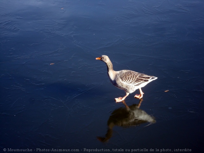 Photo d'Oie cendre