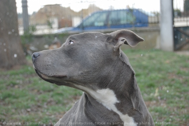 Photo d'American staffordshire terrier