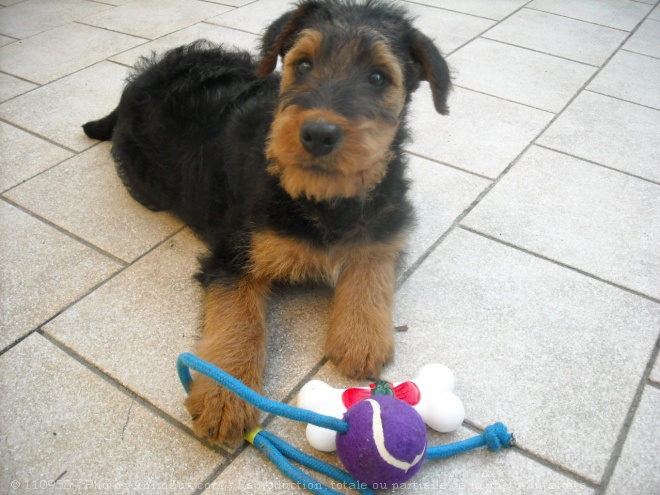 Photo d'Airedale terrier