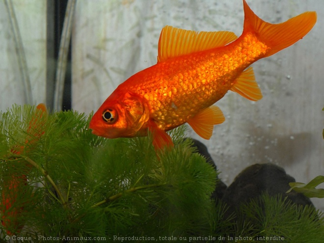 Photo de Poissons rouges