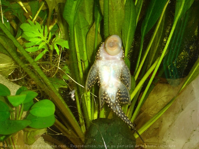 Photo de Poissons exotiques