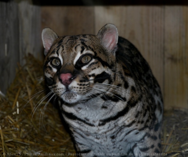 Photo d'Ocelot