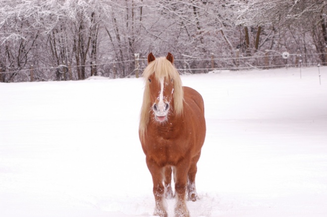 Photo de Haflinger