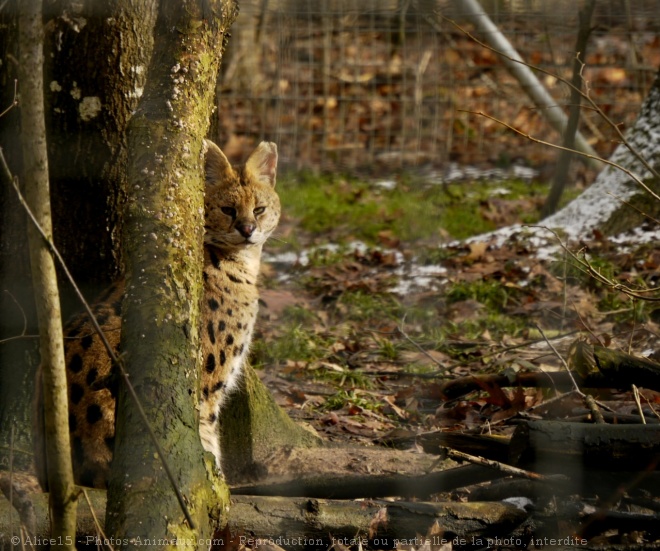 Photo de Serval