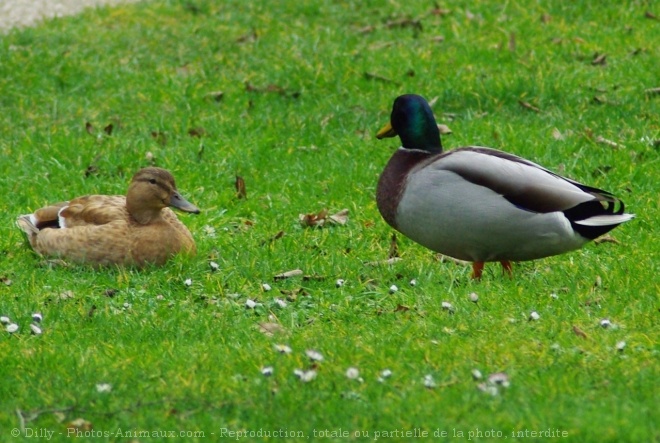 Photo de Canard colvert