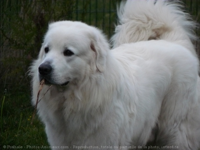 Photo de Chien de berger des tatras