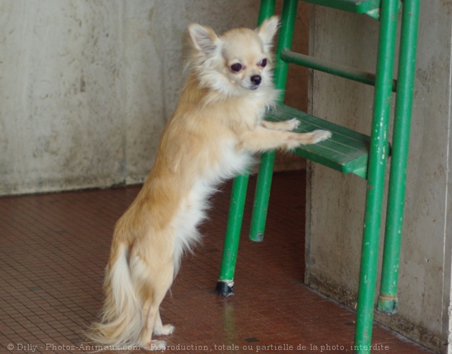 Photo de Chihuahua  poil long