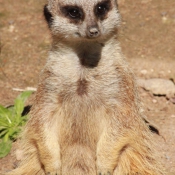 Photo de Suricate