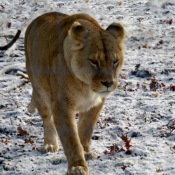 Photo de Lion